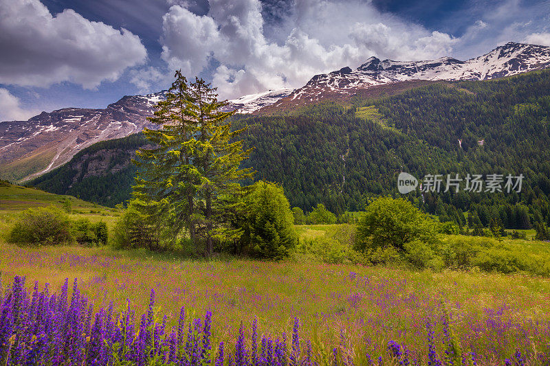 阿尔卑斯山景观与野花在春天在Val d'Isère，附近的波尼瓦尔-sur- arc -法国阿尔卑斯山
